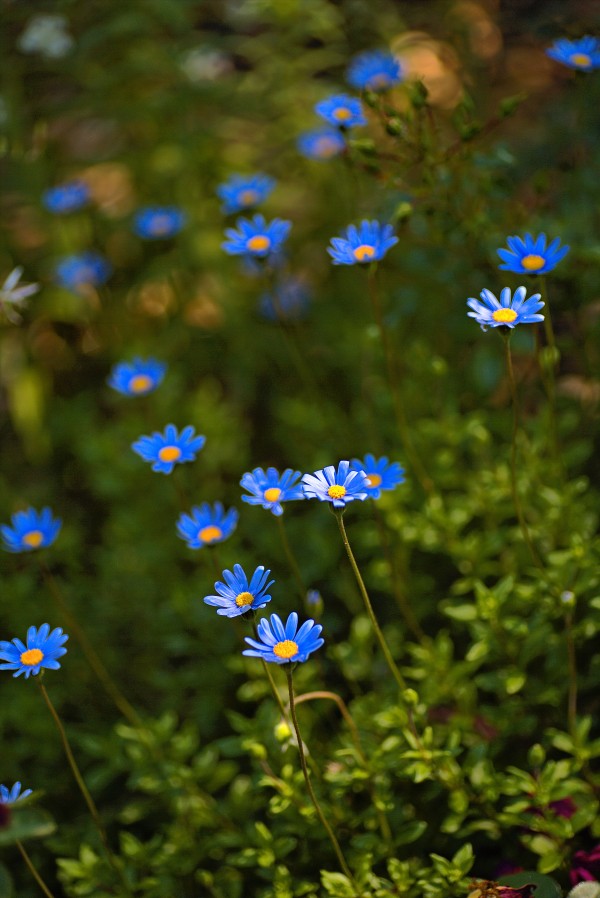 Daisy Garden by Joy Watson